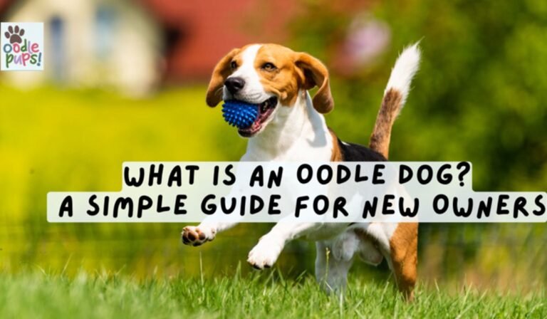 What Is an Oodle Dog? A Simple Guide for New Owners What Is an Oodle Dog? A Simple Guide for New Owners