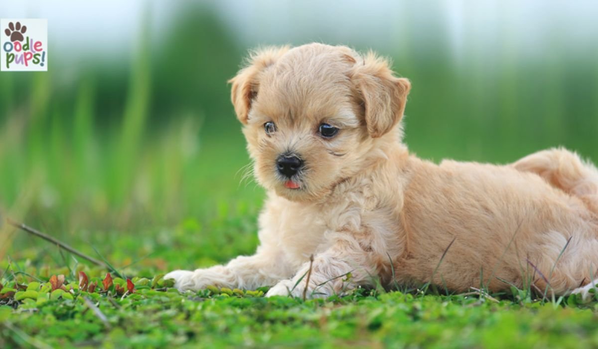 What Is an Oodle Dog? A Simple Guide for New Owners