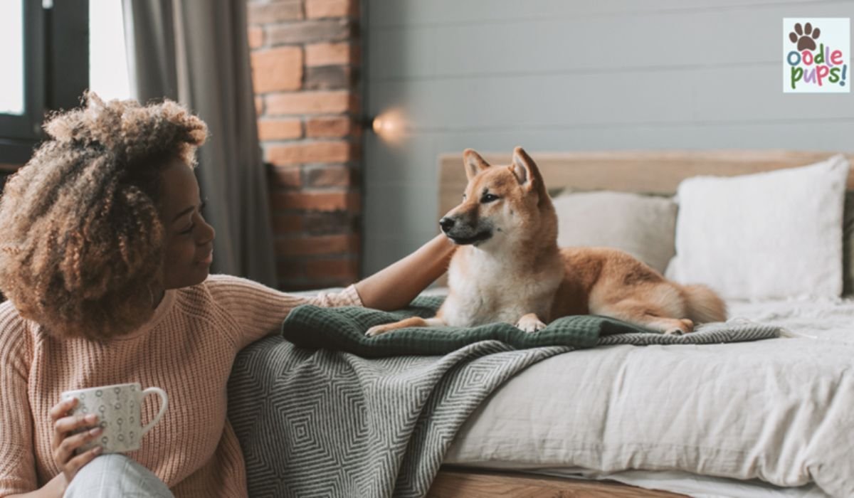 What Is an Oodle Dog? A Simple Guide for New Owners